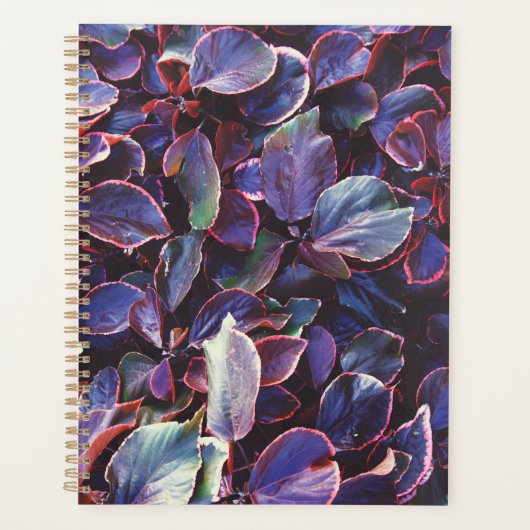 Acalypha Wilkesiana Planer (Vorderseite)