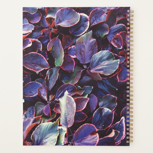 Acalypha Wilkesiana Planer (Rückseite)