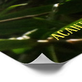 Acanthaceae Pachystachys lutea - Goldene Kerze Poster (Ecke)