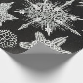 Acanthophracta, Wunderstrahlinge Aquatic Animal Geschenkpapier (Ecke)