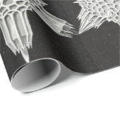 Acanthophracta, Wunderstrahlinge Aquatic Animal Geschenkpapier (Rolleneckpunkt)