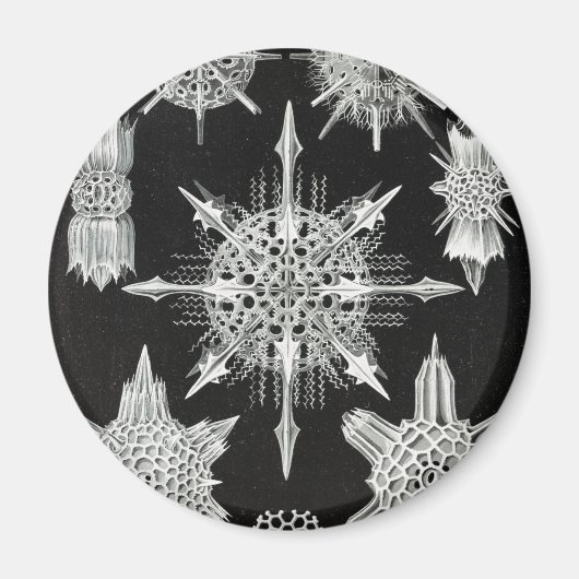 Acanthophracta, Wunderstrahlinge Aquatic Animal Magnet (Vorne)