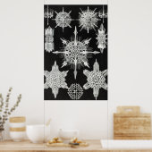 Acanthophracta, Wunderstrahlinge Aquatic Animal Poster (Küche)