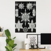 Acanthophracta, Wunderstrahlinge Aquatic Animal Poster (Heimbüro)