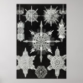 Acanthophracta, Wunderstrahlinge Aquatic Animal Poster (Vorne)