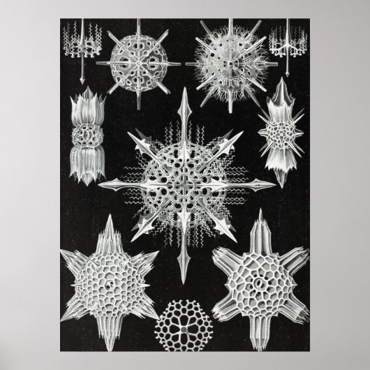 Acanthophracta, Wunderstrahlinge Aquatic Animal Poster (Vorne)