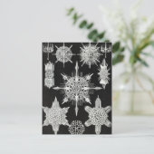 Acanthophracta, Wunderstrahlinge Aquatic Animal Postkarte (Stehend Vorderseite)