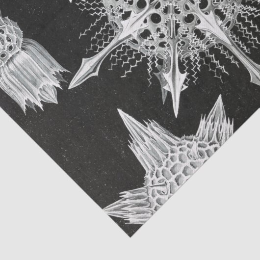 Acanthophracta, Wunderstrahlinge Aquatic Animal Seidenpapier (Ausschnitt)