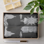 Acanthophracta, Wunderstrahlinge Aquatic Animal Seidenpapier (Geschenk)