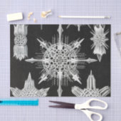 Acanthophracta, Wunderstrahlinge Aquatic Animal Seidenpapier (Handwerk)