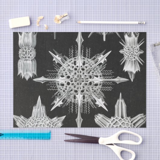 Acanthophracta, Wunderstrahlinge Aquatic Animal Seidenpapier (Handwerk)