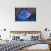 Acanthurus coeruleus leinwanddruck (Insitu (Schlafzimmer))