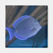 Acanthurus coeruleus magnet (Vorne)