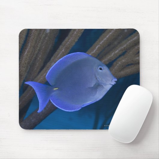 Acanthurus coeruleus mousepad (Mit Mouse)