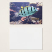 Acanthurus triostegus (Vorne & Hinten)