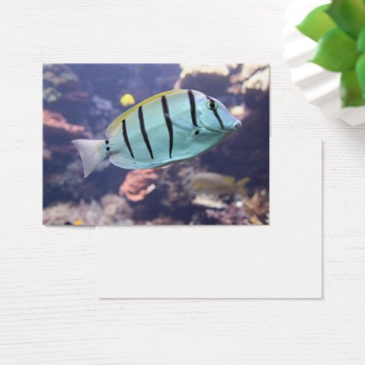 Acanthurus triostegus (Schreibtisch)