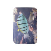 Acanthurus triostegus badematte (Vorderseite Vertikal)