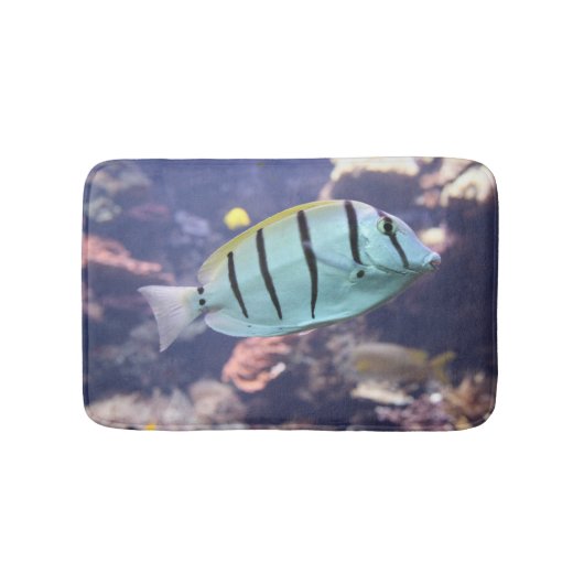 Acanthurus triostegus badematte (Vorderseite)