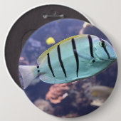 Acanthurus triostegus button (Vorne & Hinten)