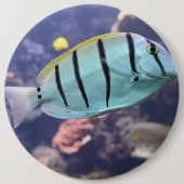 Acanthurus triostegus button (Vorderseite)