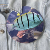 Acanthurus triostegus button (Beispiel)