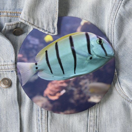 Acanthurus triostegus button (Beispiel)