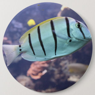 Acanthurus triostegus button