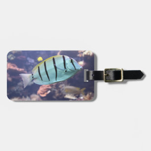 Acanthurus triostegus gepäckanhänger