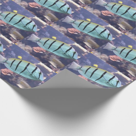 Acanthurus triostegus geschenkpapier (Ecke)