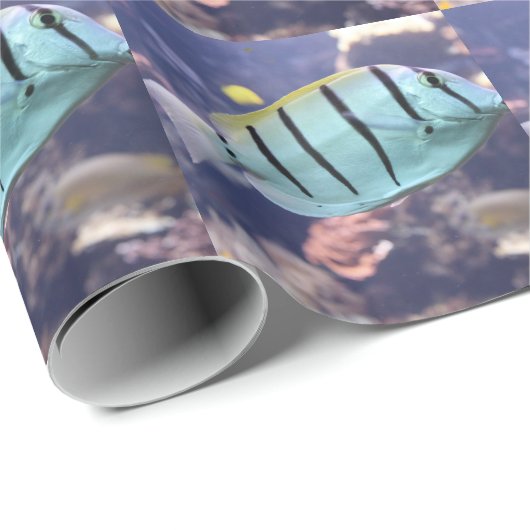 Acanthurus triostegus geschenkpapier (Rolleneckpunkt)