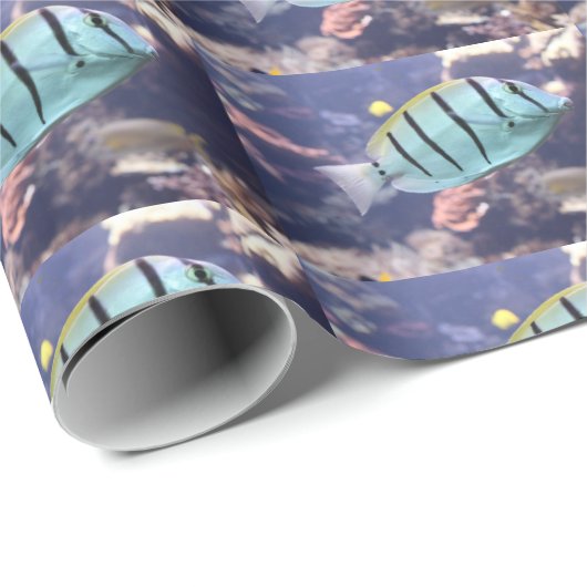 Acanthurus triostegus geschenkpapier (Rolleneckpunkt)