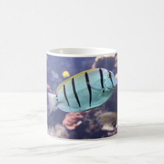 Acanthurus triostegus kaffeetasse (Mittel)