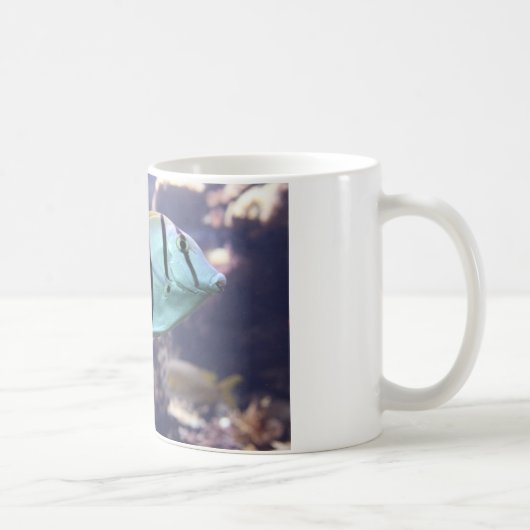 Acanthurus triostegus kaffeetasse (Rechts)