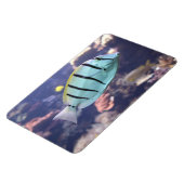 Acanthurus triostegus magnet (Linke Seite)