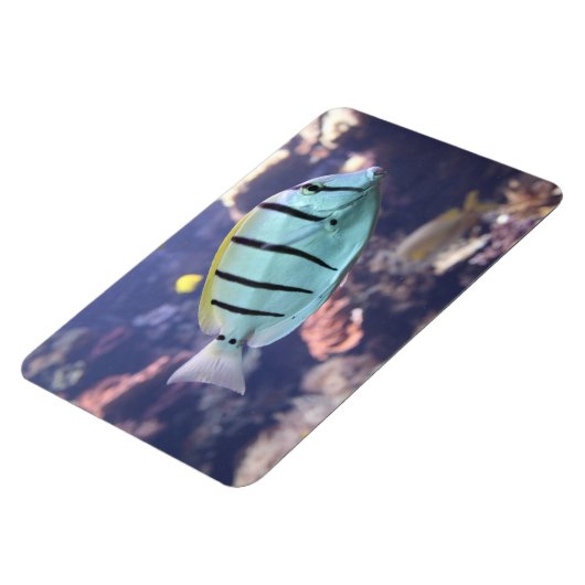 Acanthurus triostegus magnet (Linke Seite)