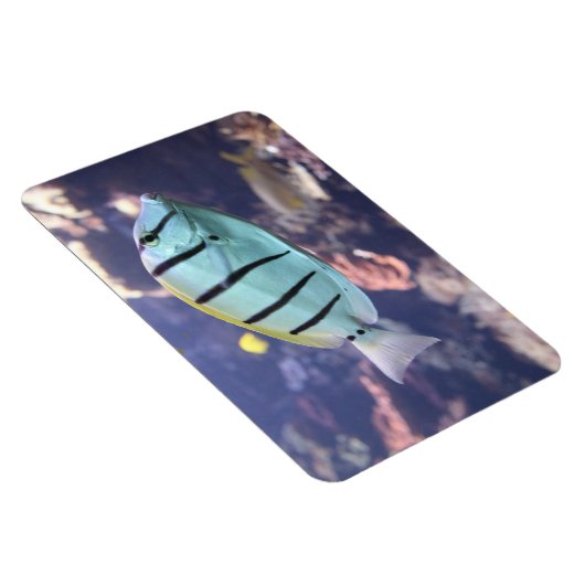 Acanthurus triostegus magnet (Rechte Seite)