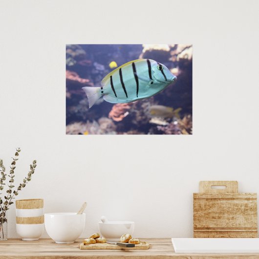 Acanthurus triostegus poster (Küche)