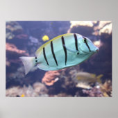 Acanthurus triostegus poster (Vorne)
