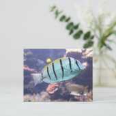 Acanthurus triostegus postkarte (Stehend Vorderseite)