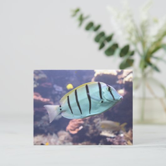 Acanthurus triostegus postkarte (Stehend Vorderseite)