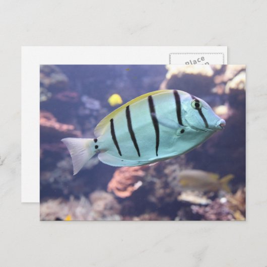 Acanthurus triostegus postkarte (Vorne/Hinten)