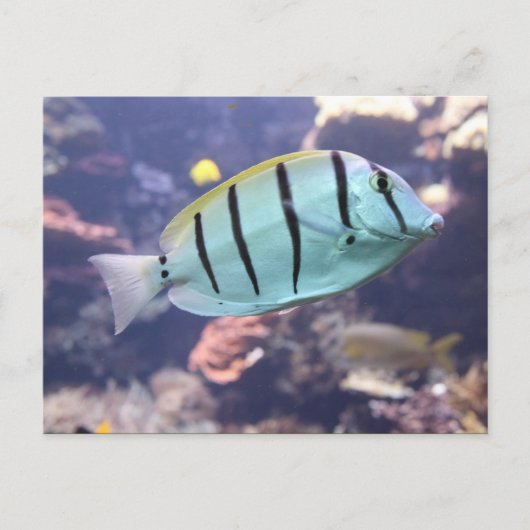Acanthurus triostegus postkarte (Vorderseite)