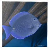 Acanthuruscoeruleus mit Meer Fliese (Vorderseite)
