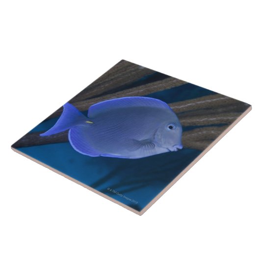Acanthuruscoeruleus mit Meer Fliese (Seite)