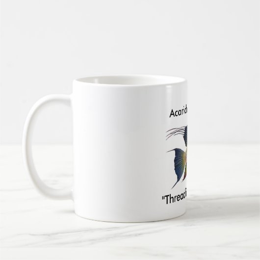 Acarichthys heckelii kaffeetasse (Links)