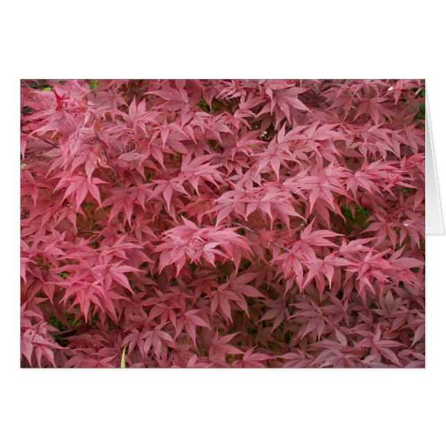 Acer palmatum Blätter (Vorderseite (Horizontal))