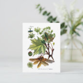 Acer platanoides (Norwegen-Ahorn) Postkarte (Stehend Vorderseite)