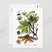 Acer platanoides (Norwegen-Ahorn) Postkarte (Vorne/Hinten)