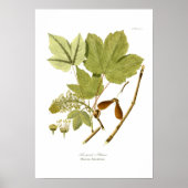 Acer pseudo-platanus poster (Vorne)