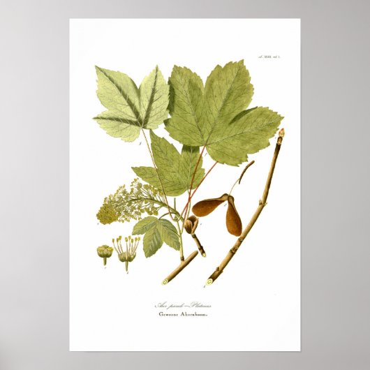 Acer pseudo-platanus poster (Vorne)